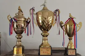 崇明这位鸽子“发烧友”，曾获多个比赛大奖图片