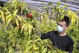 1700多万职业农民相对“年轻化”，已出现部分非农户籍的劳动力图片