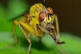 豆荚上的破坏者——大豆食心虫图片