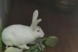 兔子咬西瓜一千多口没吃到瓤 萌翻网友图片