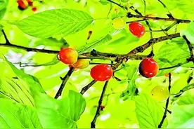 樱花树结“樱桃” ，能吃吗？提醒：看着美，别进嘴！图片