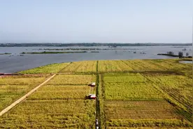 油菜收获期提早五天，江西示范油菜分段机收技术图片