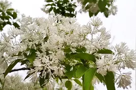 “四月雪”清香扑鼻！枣庄新城数十棵流苏满树白花清雅迷人图片