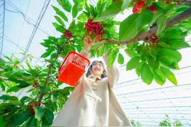 一树樱桃带雨红图片