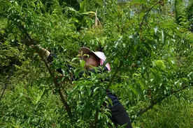 开阳县龙水乡：果农剪枝忙 增收有希望图片