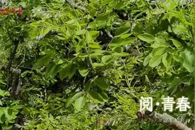 世界读书日，中国教育报记者为你朗读《我与地坛》图片