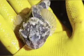 市民赶海捡到保护动物松江鲈 专家提醒遇到一定要放生图片