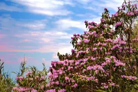 浪漫花海丨索玛花开申果庄，满山清雅待君来！图片