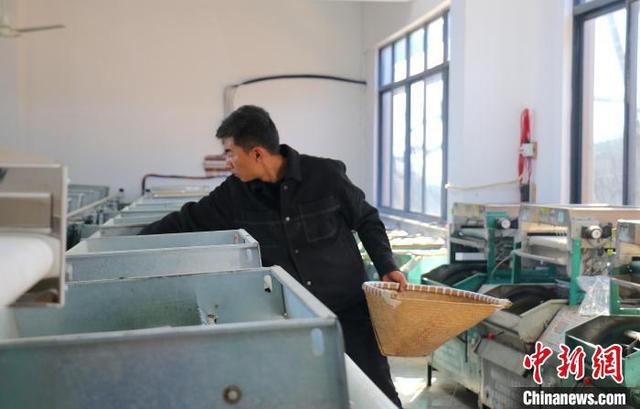 “茶乡”新观察：手工炒茶王为什么用上智能炒制机？