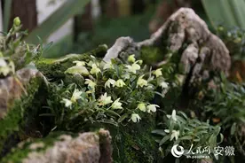 安徽霍山：小“仙草” 大产业图片