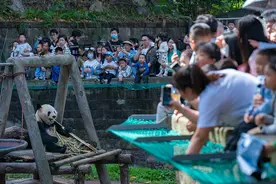 直击｜过节了，重庆四只熊猫凑一桌“围炉吃果”共享大餐图片