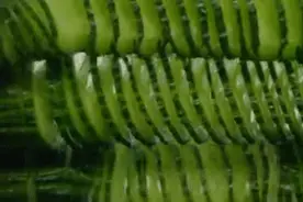 这个季节，爱吃它的人有福了！图片