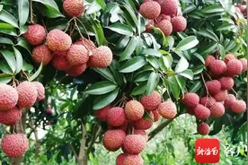 文昌荔枝抢“鲜”出口北美 货值60多万美元图片