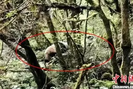 四川宝兴：村民上山偶遇野生大熊猫在河边喝水图片