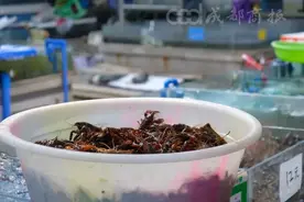 正大量上市！小龙虾价格几乎腰斩，最低10元一斤！医生紧急提醒，不能这样吃图片