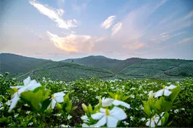 “栀”出亿元未来，宁乡这朵花不简单图片