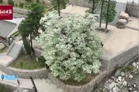 按图索冀｜古树花开似飞雪图片