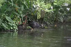 杭州西湖首现“冬候鸟”骨顶鸡繁衍后代图片