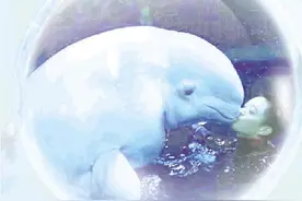 悲凄鲸歌：一个海洋馆“圈养明星”默然游向生命尽头图片