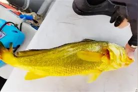 游客钓上野生大黄鱼市场价过万，它的终点该是人类的胃吗？图片