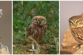 菏泽警民联手救助多只国家保护动物图片