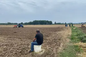 河南平顶山麦收接近尾声：村民雨季抢播种花生玉米图片