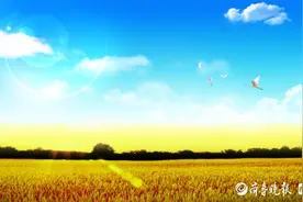 【散文欣赏】麦子熟了    文/白杨桥图片