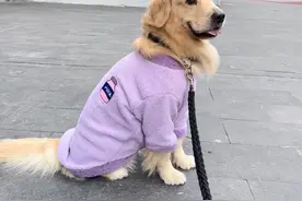 大学生兴起免费帮陌生人遛狗，金毛主人：狗狗笑得嘴都合不上了图片