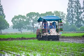 插秧正当时！这些产自马桥的大米，你吃过几种？图片