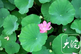 合肥翡翠湖：映日荷花别样红图片