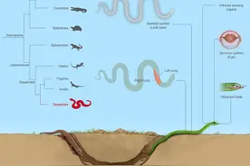 蛇类为何没有脚？我国科学家最新研究结论出人意料图片