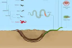 我国科学家揭示蛇类起源与演化机制图片