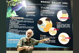 “超级国宝”莽山烙铁头蛇全世界仅300至500条，“蛇博士”陈远辉：在保护中发展，在发展中保护图片