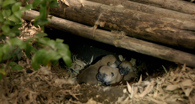 爱它，请别放弃它，别扑杀它