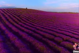 新疆发展“紫色产业”任重道远，如何“突围”？图片