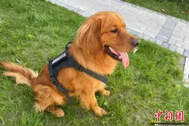 流浪金毛变身“反诈汪汪队”队长 民警：出任务都要抢“档期 ”图片