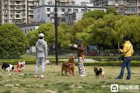 谁家有狗借我遛遛？年轻人如今爱玩“共享式”遛宠图片