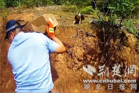 游隼幼鸟受伤落单桥下 保康警民联手救助放生图片