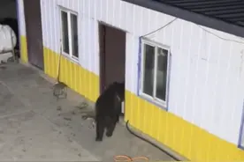 青海省玉树州一野熊潜入居民家偷吃，上演现实版“熊出没”，居民：这只熊是“惯犯”图片