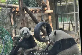 入伏后北京动物园动物萌态十足图片