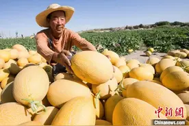 新疆哈密瓜如何走好“甜蜜之路”？图片