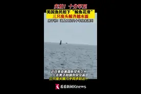 十分罕见！美国渔民拍下三只座头鲸齐越水面画面图片