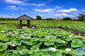 武汉江夏：万亩荷花绽放，乡村旅游升温图片