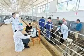 云南科研团队培育全国首个肉用黑山羊新品种图片