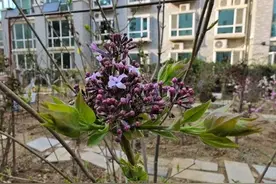 人生，诚信为本图片