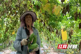 江永：从地头到灶头 优质蔬菜搭上供港直通车图片