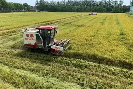 湖南早稻收获一线观察：稻花香里迎丰收图片