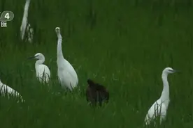 国家一级保护野生动物彩鹮现身云南孟连图片