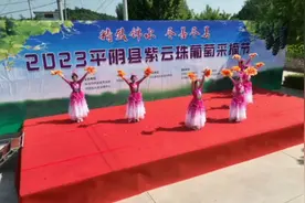 果然视频|紫云珠葡萄熟啦！快来体验“吃葡萄不吐葡萄皮”图片