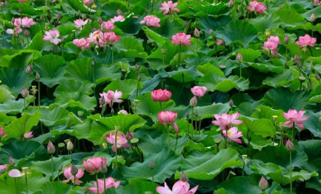 火把节开启昆明盛夏狂欢丨安宁：从邻里温情到民族盛宴，多样精彩活动等你来解锁